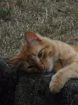 Bichento