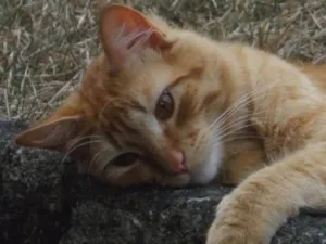 Gato raça SRD-ViraLata idade 2 anos nome Bichento 