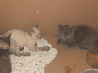 Gato raça SRD-ViraLata idade 2 a 6 meses nome Jujubinha