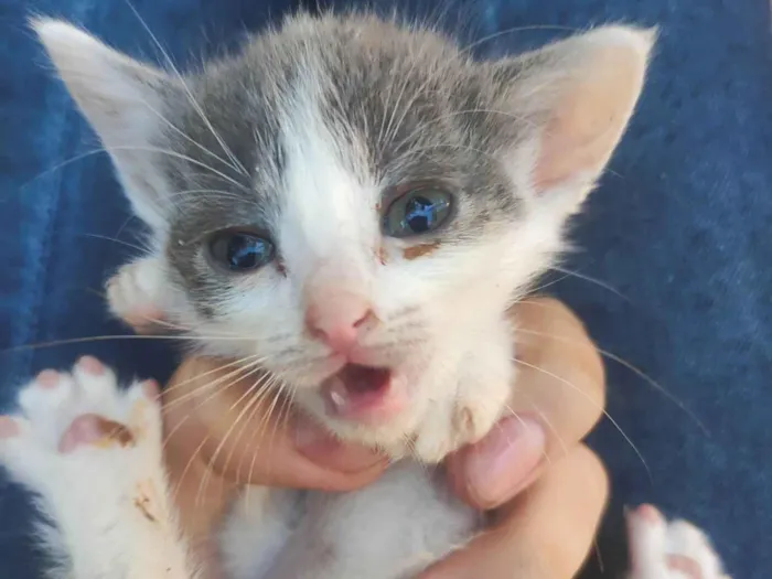 Gato ra a SRD-ViraLata idade Abaixo de 2 meses nome Mimi