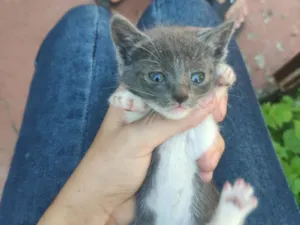 Gato raça SRD-ViraLata idade Abaixo de 2 meses nome Jojo