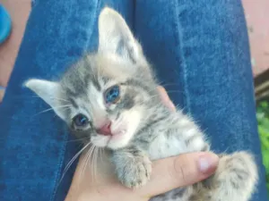 Gato raça SRD-ViraLata idade Abaixo de 2 meses nome Rajado