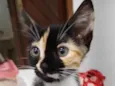 Tieta