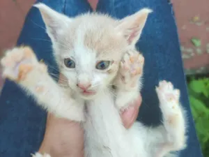 Gato raça SRD-ViraLata idade Abaixo de 2 meses nome Apollo