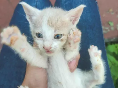 Gato raça SRD-ViraLata idade Abaixo de 2 meses nome Apollo
