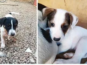 Cachorro raça SRD-ViraLata idade Abaixo de 2 meses nome A escolha do dono 