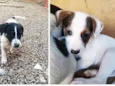 A escolha do dono