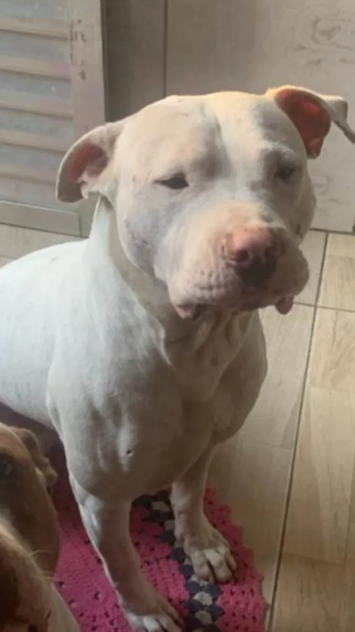 Cachorro ra a Pit-Bull idade 1 ano nome Horus 