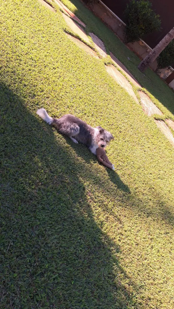 Cachorro ra a SRD-ViraLata idade 1 ano nome Nikita 