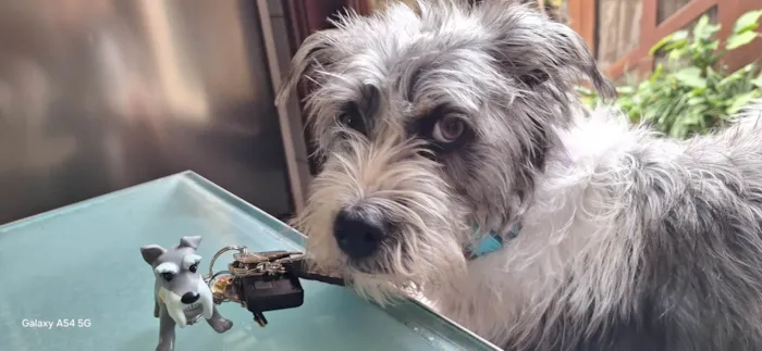 Cachorro ra a SRD-ViraLata idade 1 ano nome Nikita 