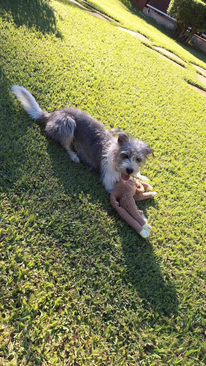 Cachorro ra a SRD-ViraLata idade 1 ano nome Nikita 
