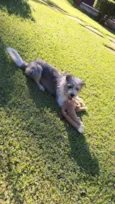 Nikita