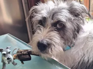 Cachorro raça SRD-ViraLata idade 1 ano nome Nikita 