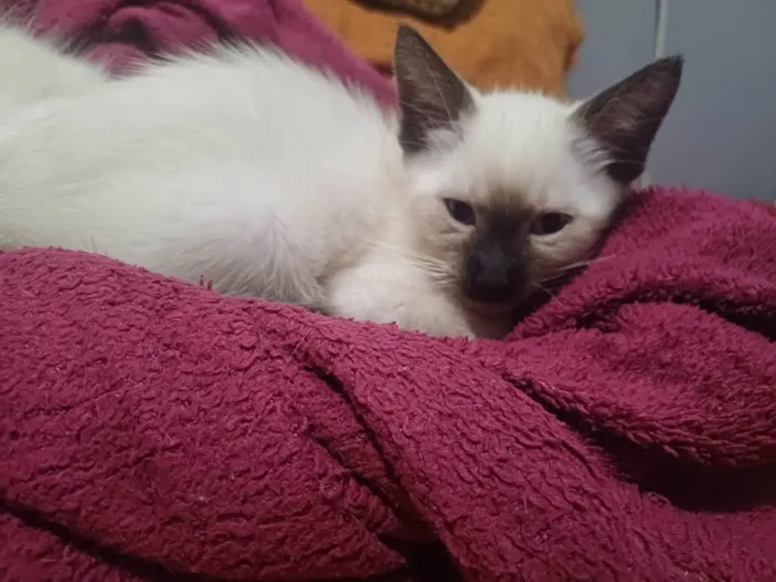 Gato ra a SRD-ViraLata idade 2 a 6 meses nome N/A