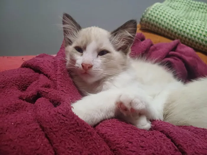 Gato ra a SRD-ViraLata idade 2 a 6 meses nome N/A