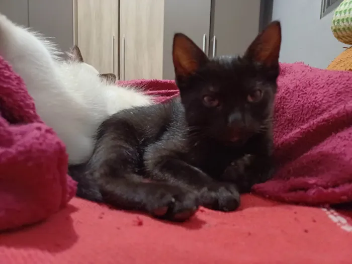 Gato ra a SRD-ViraLata idade 2 a 6 meses nome N/A