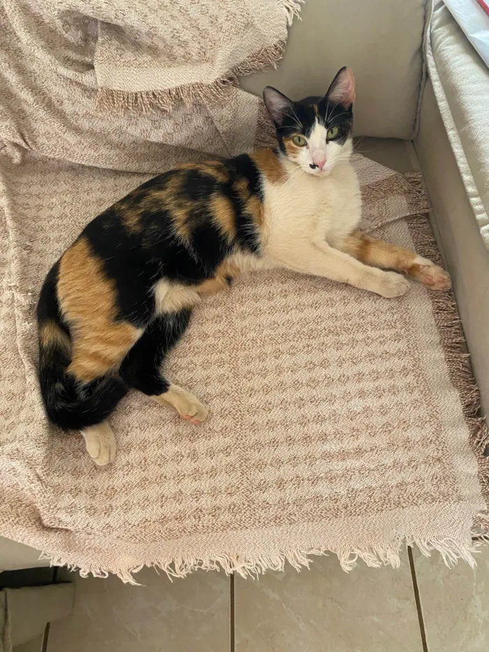 Gato ra a SRD-ViraLata idade Abaixo de 2 meses nome Merida