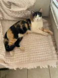 Merida
