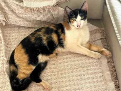 Gato raça SRD-ViraLata idade Abaixo de 2 meses nome Merida