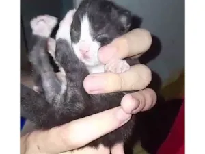 Gato raça SRD-ViraLata idade Abaixo de 2 meses nome Sem nomes