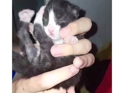 Gato raça SRD-ViraLata idade Abaixo de 2 meses nome Sem nomes