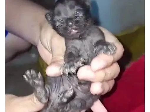 Gato ra a SRD-ViraLata idade Abaixo de 2 meses nome Sem nomes
