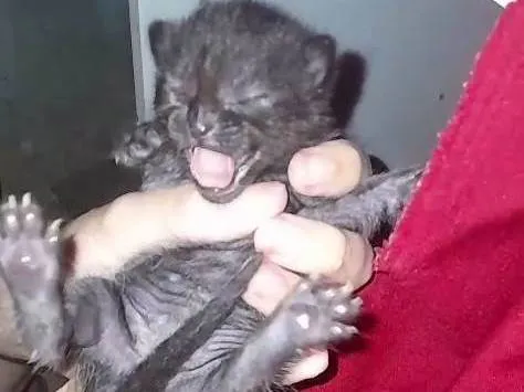 Gato ra a SRD-ViraLata idade Abaixo de 2 meses nome Sem nomes