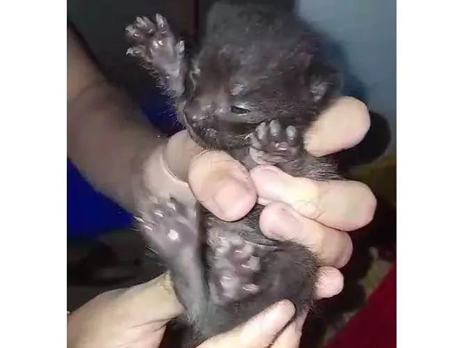 Gato ra a SRD-ViraLata idade Abaixo de 2 meses nome Sem nomes