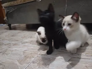 Gato raça SRD-ViraLata idade 2 a 6 meses nome N/A
