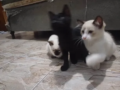 Gato raça SRD-ViraLata idade 2 a 6 meses nome N/A