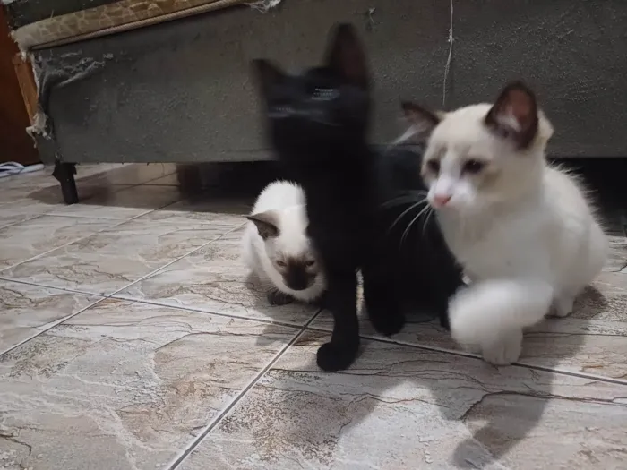 Gato ra a SRD-ViraLata idade 2 a 6 meses nome N/A