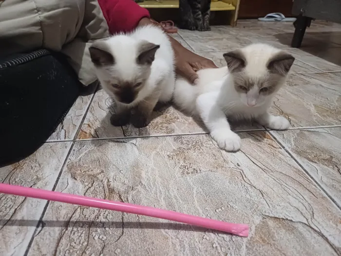 Gato ra a SRD-ViraLata idade 2 a 6 meses nome N/A