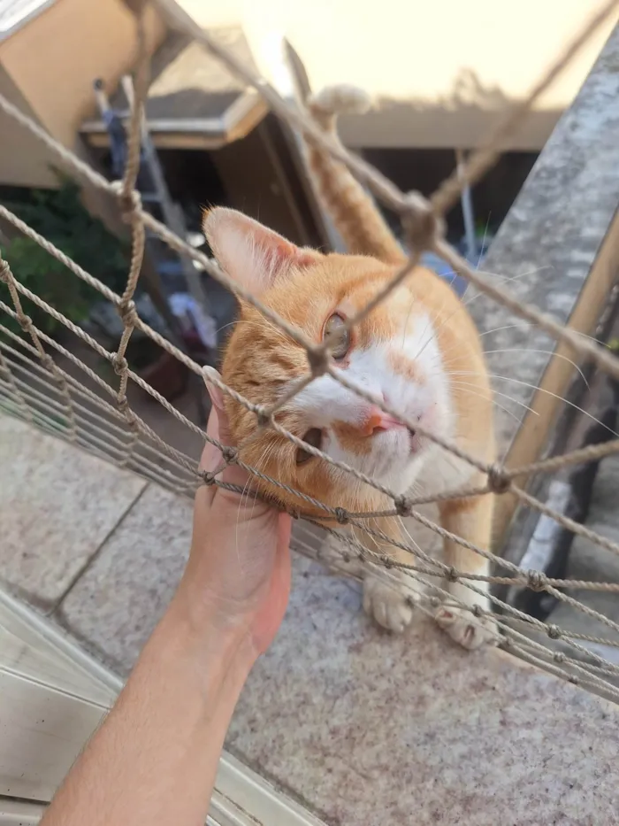 Gato ra a SRD-ViraLata idade 1 ano nome Sem nome