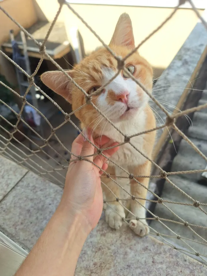 Gato ra a SRD-ViraLata idade 1 ano nome Sem nome