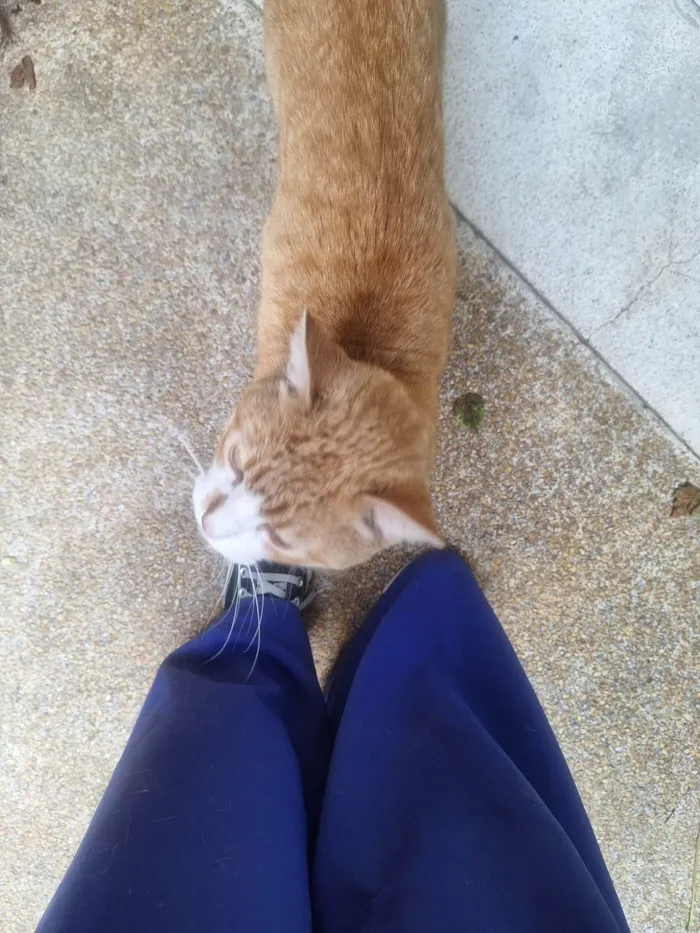 Gato ra a SRD-ViraLata idade 1 ano nome Sem nome