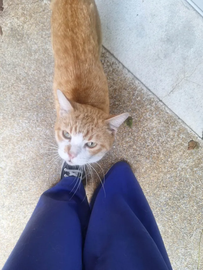 Gato ra a SRD-ViraLata idade 1 ano nome Sem nome