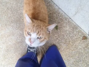 Gato raça SRD-ViraLata idade 1 ano nome Sem nome