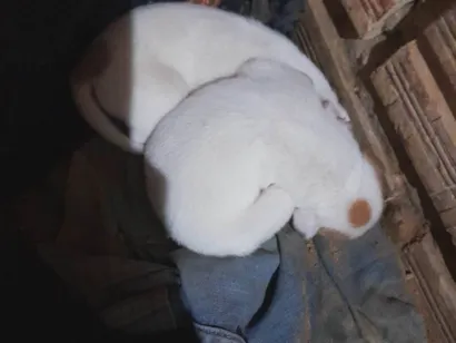 Cachorro raça SRD-ViraLata idade Abaixo de 2 meses nome Perola