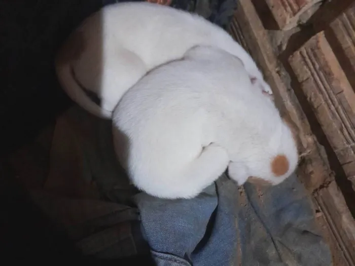 Cachorro ra a SRD-ViraLata idade Abaixo de 2 meses nome Perola