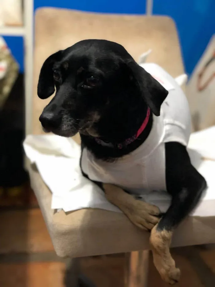 Cachorro ra a SRD-ViraLata idade 3 anos nome Lavínia 