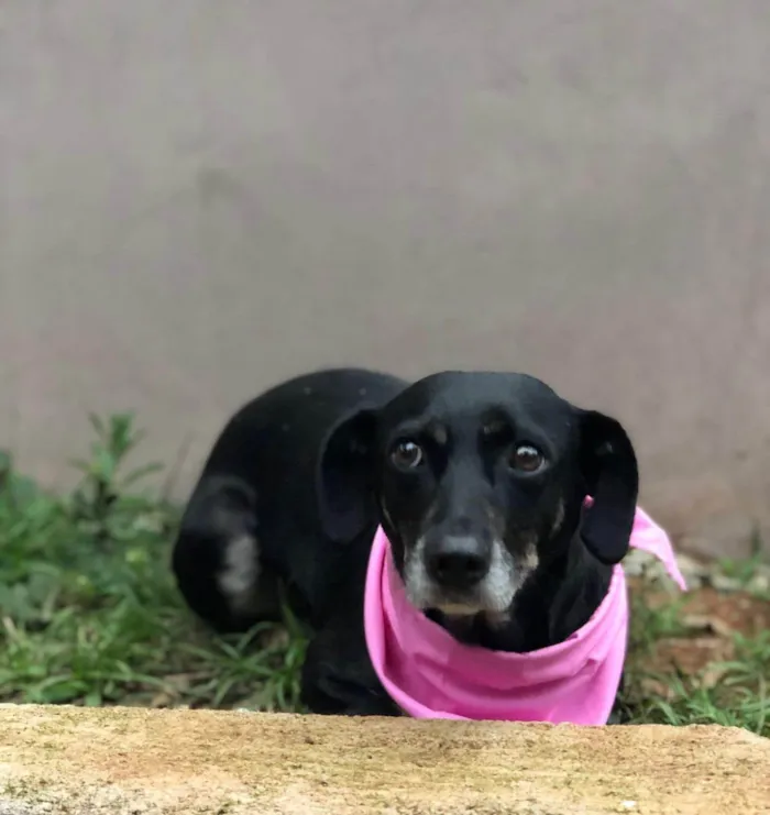 Cachorro ra a SRD-ViraLata idade 3 anos nome Lavínia 