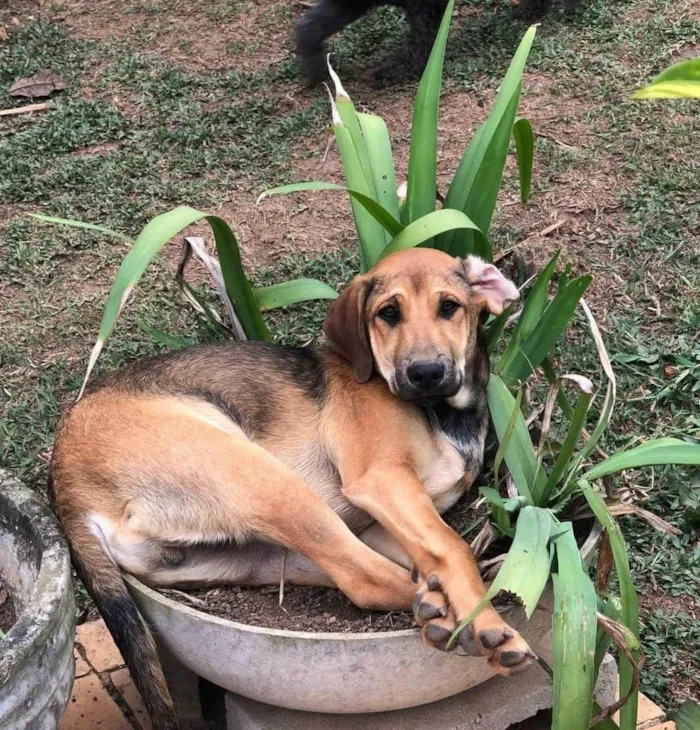 Cachorro ra a SRD-ViraLata idade 1 ano nome Tutu