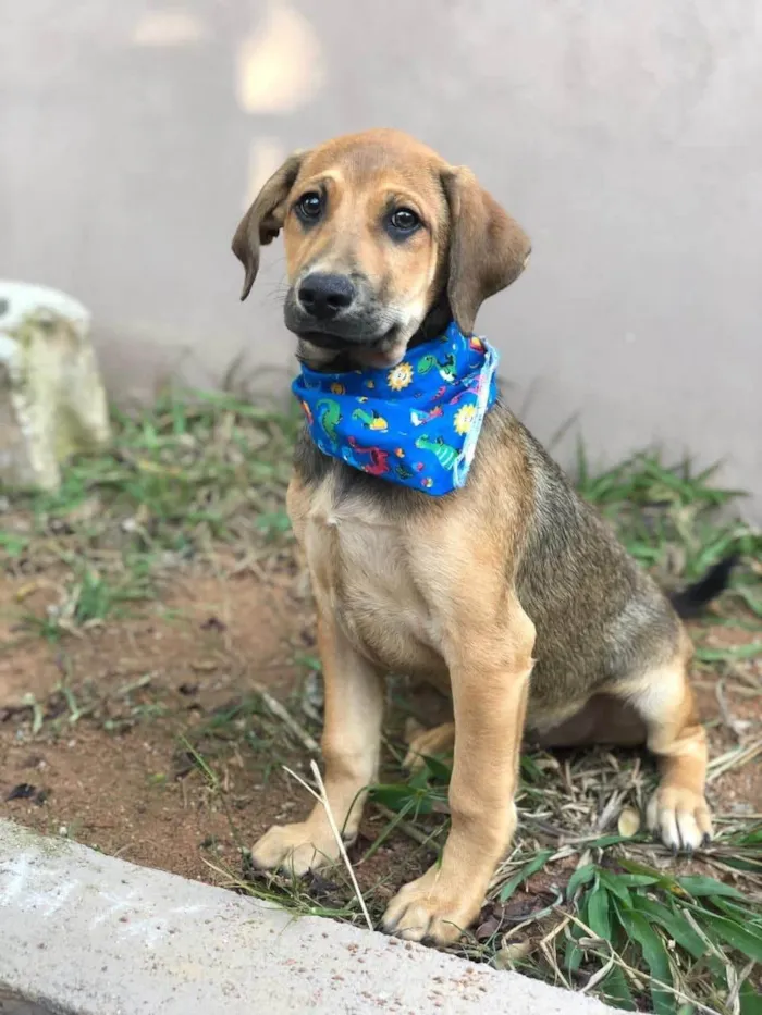 Cachorro ra a SRD-ViraLata idade 1 ano nome Tutu