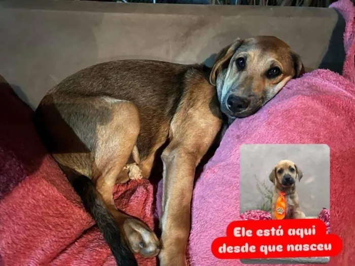 Cachorro ra a SRD-ViraLata idade 1 ano nome Tutu