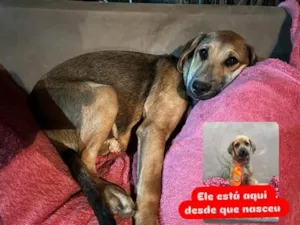 Cachorro raça SRD-ViraLata idade 1 ano nome Tutu