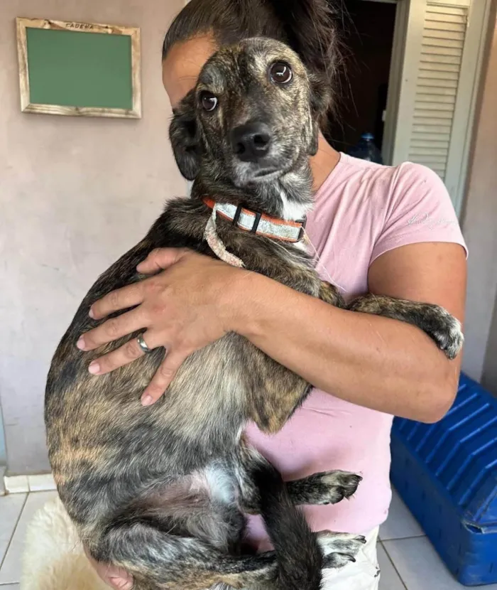Cachorro ra a SRD-ViraLata idade 1 ano nome Olívia 
