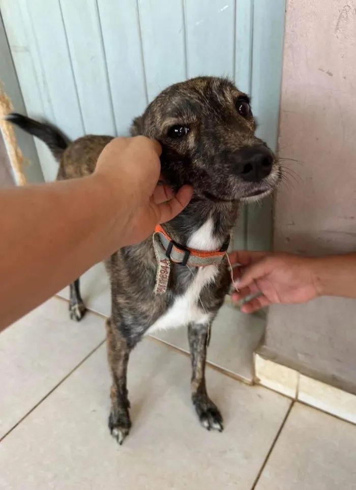 Cachorro ra a SRD-ViraLata idade 1 ano nome Olívia 