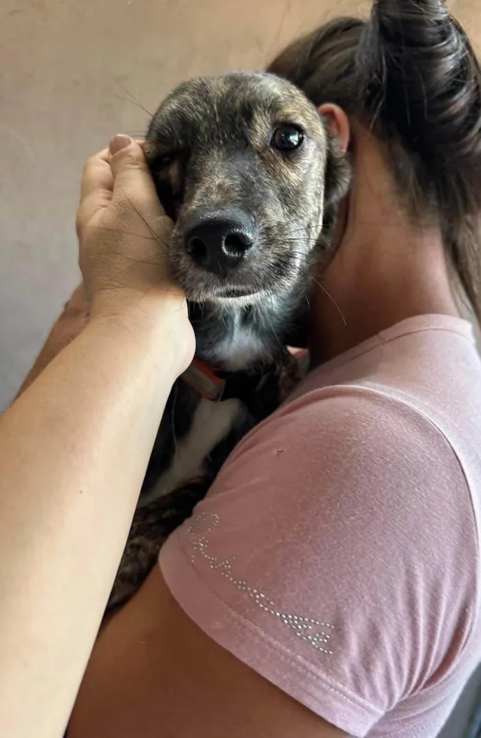 Cachorro ra a SRD-ViraLata idade 1 ano nome Olívia 