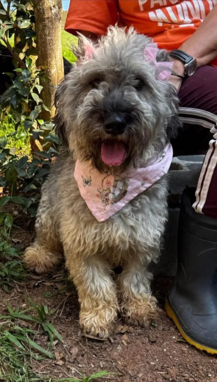 Cachorro ra a SRD-ViraLata idade 2 anos nome Monalisa