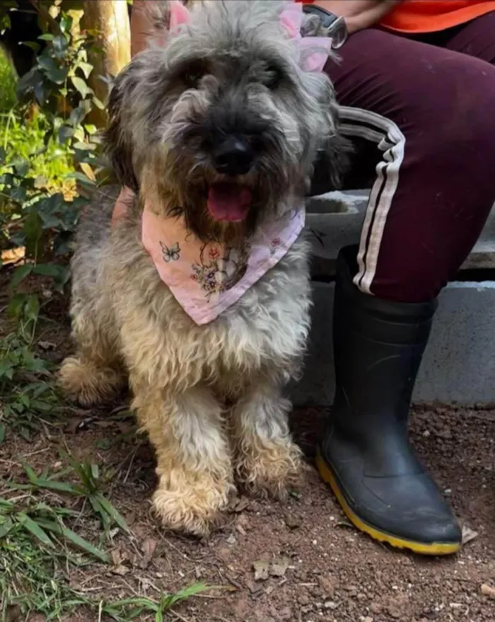 Cachorro ra a SRD-ViraLata idade 2 anos nome Monalisa